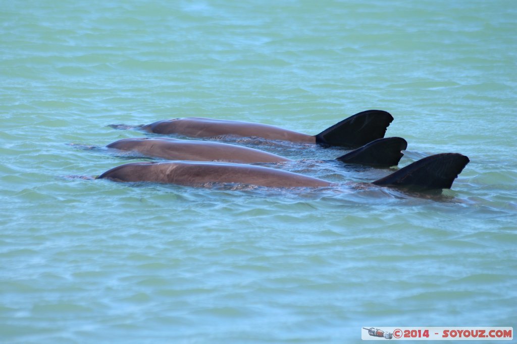 Shark Bay - Monkey Mia - Dolphin
Mots-clés: AUS Australie geo:lat=-25.79296244 geo:lon=113.71960007 geotagged Monkey Mia State of Western Australia Western Australia animals Dauphin patrimoine unesco