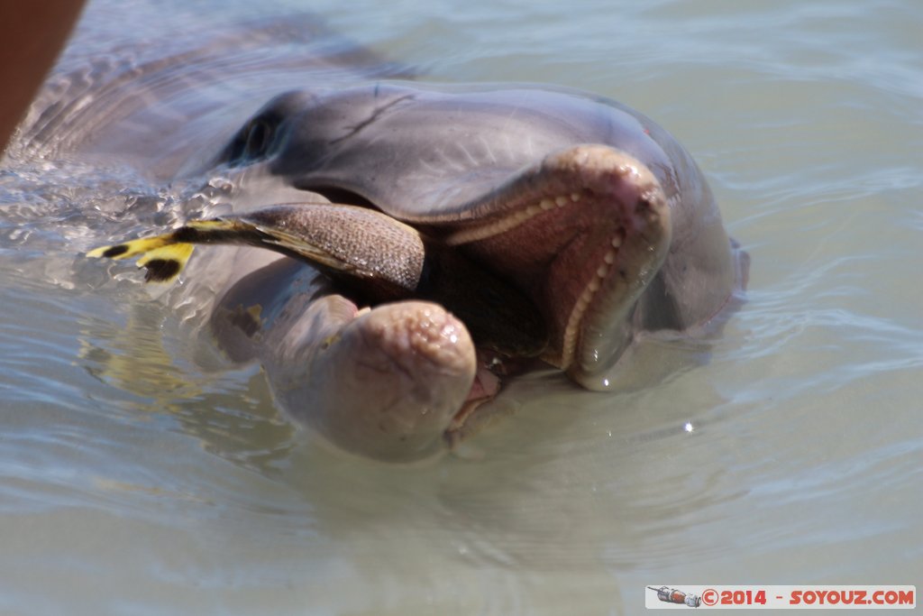 Shark Bay - Monkey Mia - Dolphin
Mots-clés: AUS Australie geo:lat=-25.79302620 geo:lon=113.71967790 geotagged Monkey Mia State of Western Australia Western Australia animals Dauphin patrimoine unesco