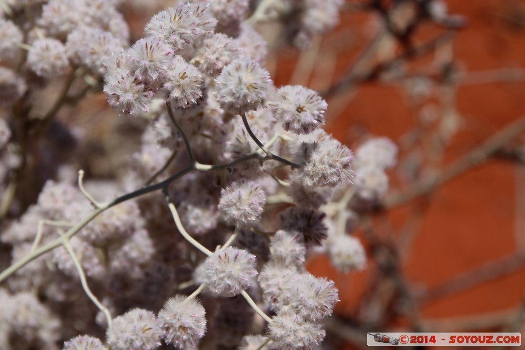 Shark Bay - Monkey Mia - Wulyibidi Yaninyina Trail
Mots-clés: AUS Australie geo:lat=-25.79679000 geo:lon=113.71692000 geotagged Monkey Mia Western Australia patrimoine unesco paysage Wulyibidi Yaninyina Trail