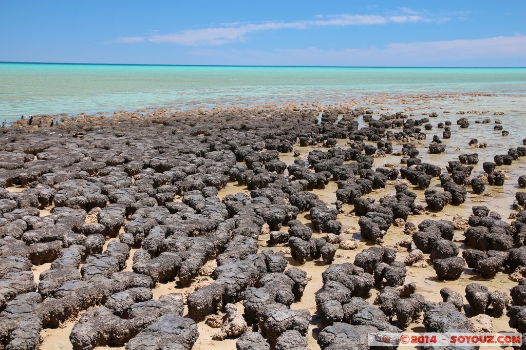 Shark Bay - Hamelin Pool - Stromatolites
Mots-clés: AUS Australie geo:lat=-26.40029641 geo:lon=114.15897630 geotagged Gladstone State of Western Australia Western Australia Shark Bay patrimoine unesco Hamelin Pool Stromatolites mer