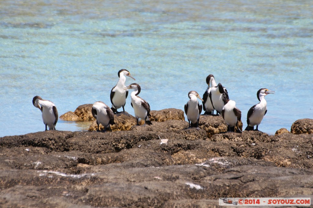 Shark Bay - Hamelin Pool - Stromatolites
Mots-clés: AUS Australie geo:lat=-26.40030213 geo:lon=114.15900622 geotagged Gladstone State of Western Australia Western Australia Shark Bay patrimoine unesco Hamelin Pool Stromatolites mer animals oiseau