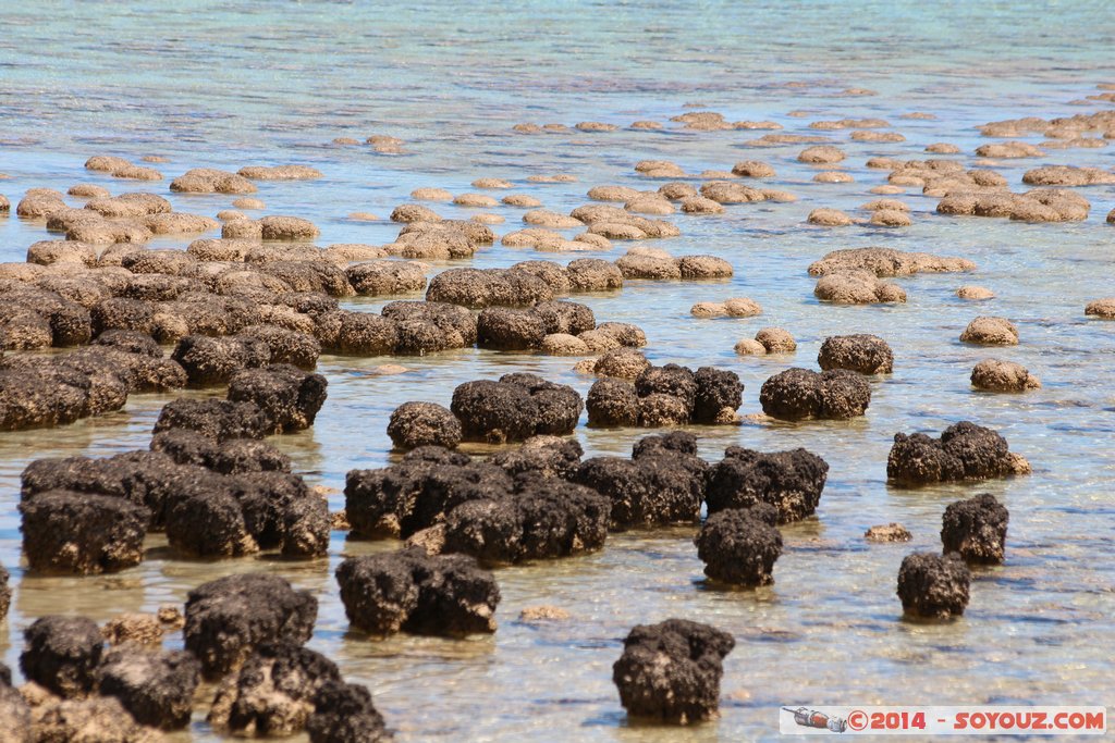 Shark Bay - Hamelin Pool - Stromatolites
Mots-clés: AUS Australie geo:lat=-26.40031024 geo:lon=114.15901085 geotagged Gladstone State of Western Australia Western Australia Shark Bay patrimoine unesco Hamelin Pool Stromatolites mer