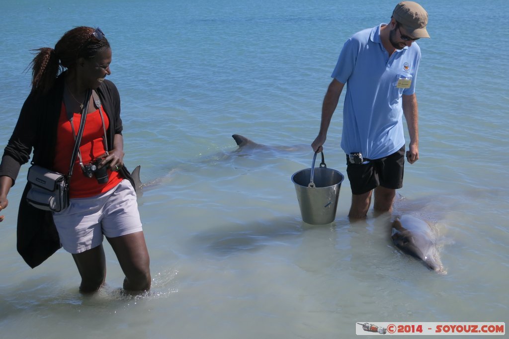 Shark Bay - Monkey Mia - Dolphin feeding
Mots-clés: AUS Australie geo:lat=-25.79297895 geo:lon=113.71961634 geotagged Monkey Mia State of Western Australia animals Dauphin patrimoine unesco