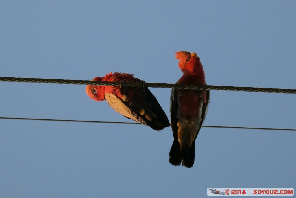 Shark Bay - Denham - Galah cockatoo
Mots-clés: AUS Australie Denham geo:lat=-25.92430900 geo:lon=113.53799380 geotagged Western Australia animals oiseau Galah cockatoo