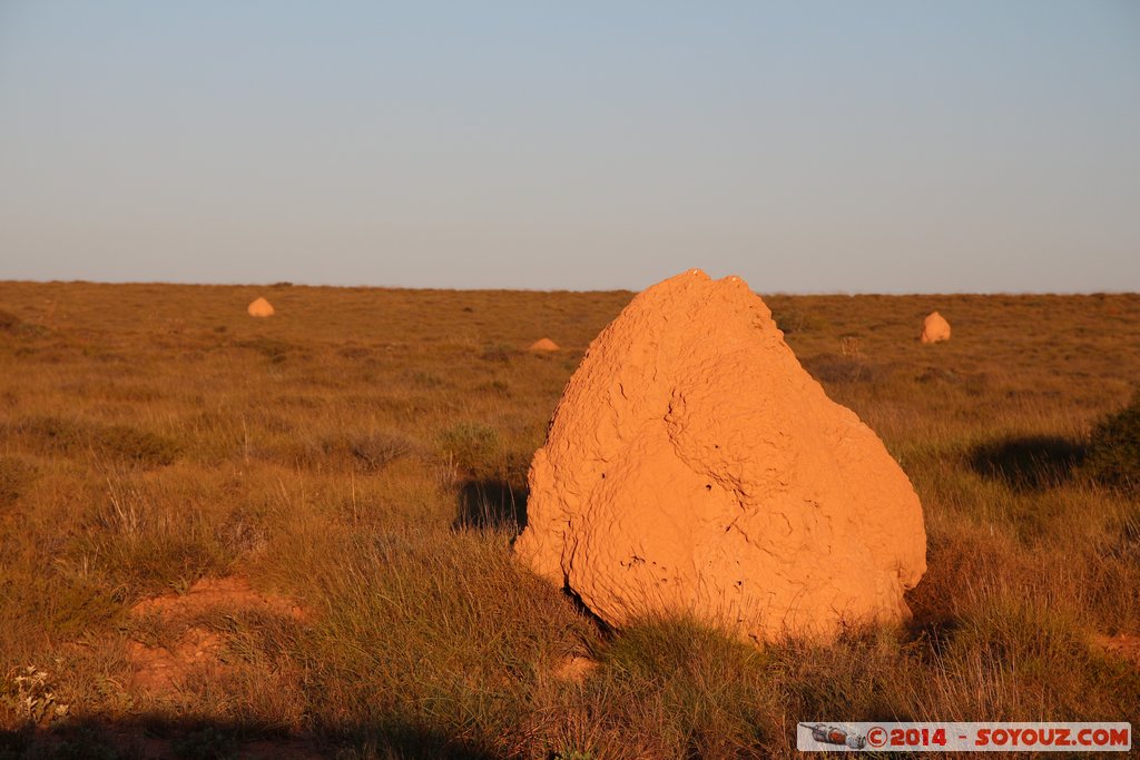 Minilya-Exmouth road - Termite mound
Mots-clés: AUS Australie Coral Bay geo:lat=-22.81340500 geo:lon=113.94383583 geotagged State of Western Australia Western Australia Cap Range