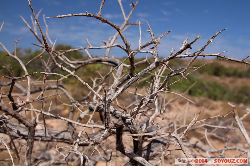Cap Range National Park - Yardie Creek
Mots-clés: AUS Australie Bundera Bundera geo:lat=-22.32548880 geo:lon=113.81668600 geotagged Western Australia Cap Range Cap Range National Park Yardie Creek