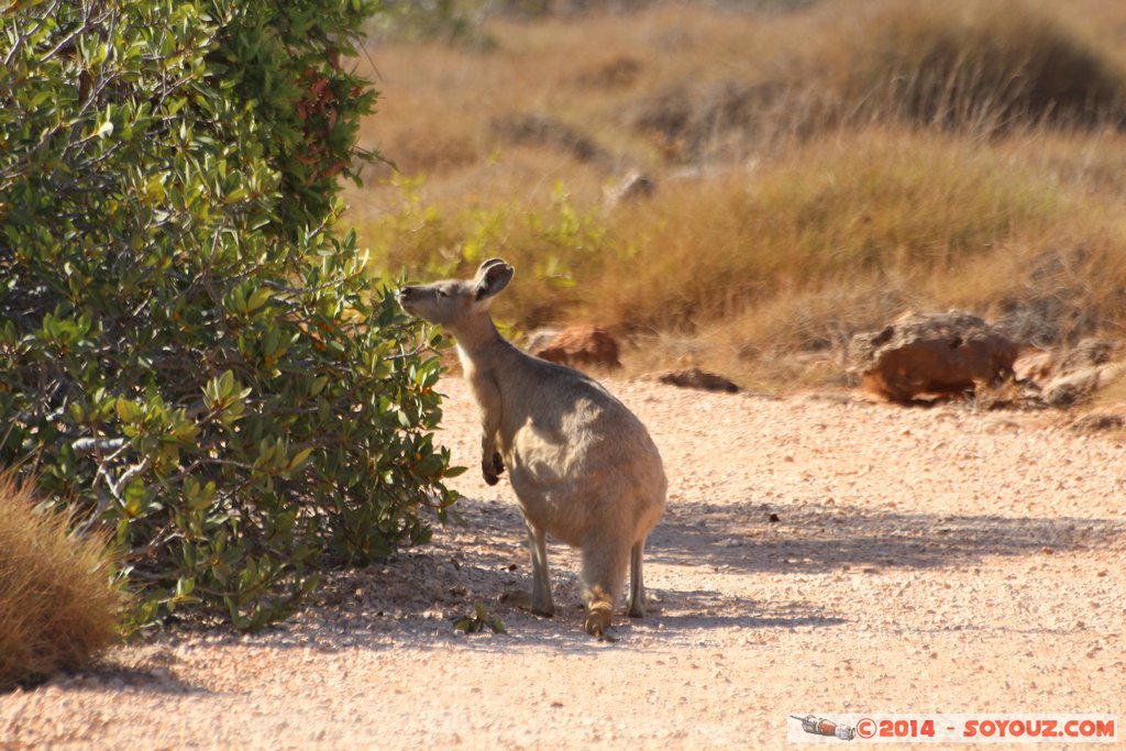Cap Range National Park - Yardie Creek - Rock Wallaby
Mots-clés: AUS Australie Bundera Bundera geo:lat=-22.32512000 geo:lon=113.81596300 geotagged Western Australia Cap Range Cap Range National Park Yardie Creek Rock Wallaby animals animals Australia Wallaby