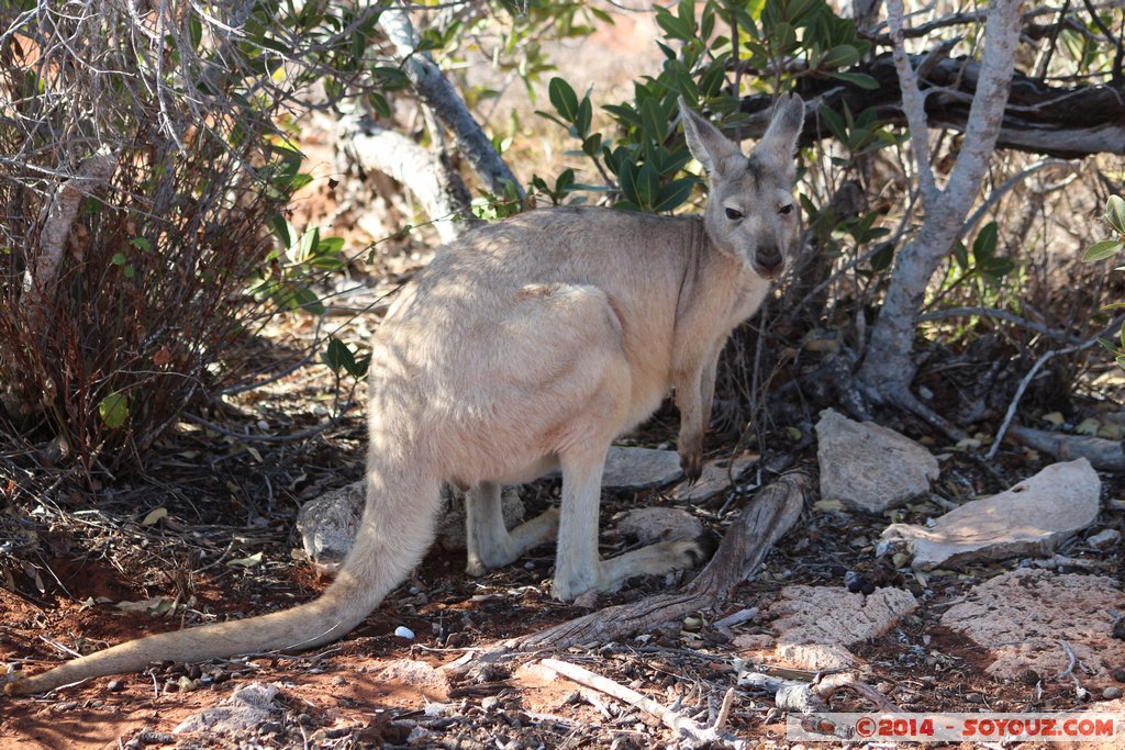 Cap Range National Park - Yardie Creek - Rock Wallaby
Mots-clés: AUS Australie Bundera Bundera geo:lat=-22.32474200 geo:lon=113.81529200 geotagged Western Australia Cap Range Cap Range National Park Yardie Creek Rock Wallaby animals animals Australia Wallaby