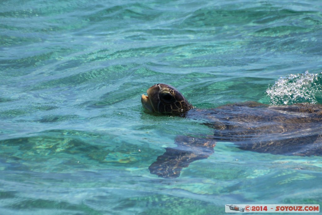 Coral Bay - Sea Turtle
Mots-clés: AUS Australie Coral Bay geo:lat=-23.11821913 geo:lon=113.74522087 geotagged Western Australia Cap Range Tortue patrimoine unesco