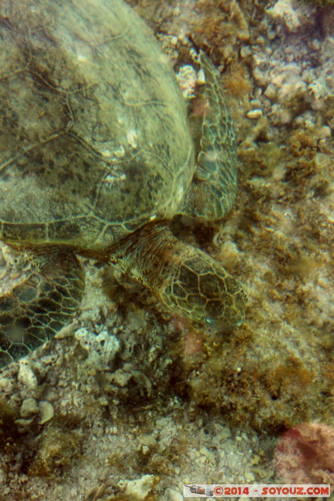 Coral Bay - Sea Turtle
Mots-clés: AUS Australie Coral Bay geo:lat=-23.11790360 geo:lon=113.74537540 geotagged Western Australia Cap Range Tortue patrimoine unesco sous-marin