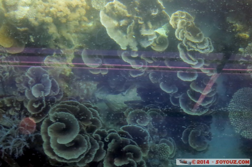 Coral Bay - Corals
Mots-clés: AUS Australie Coral Bay geo:lat=-23.13292800 geo:lon=113.75375077 geotagged Western Australia Cap Range sous-marin Corail patrimoine unesco