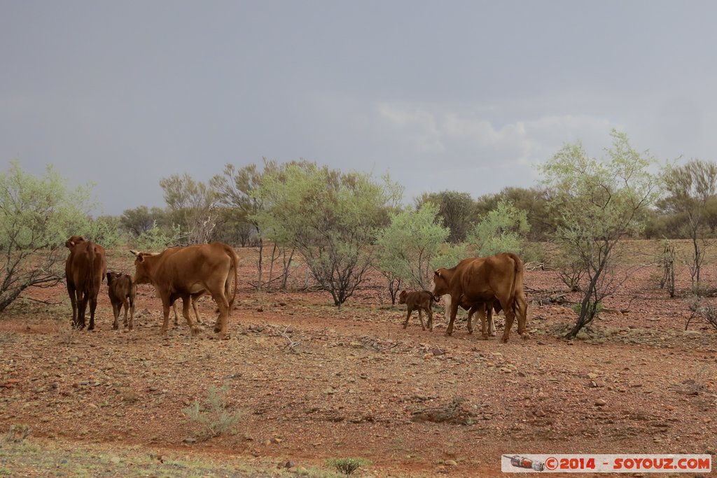 Paraburdoo Road - Cows
Mots-clés: AUS Australie geo:lat=-22.96883200 geo:lon=117.43860950 geotagged Paraburdoo State of Western Australia Route Paraburdoo Road animals vaches
