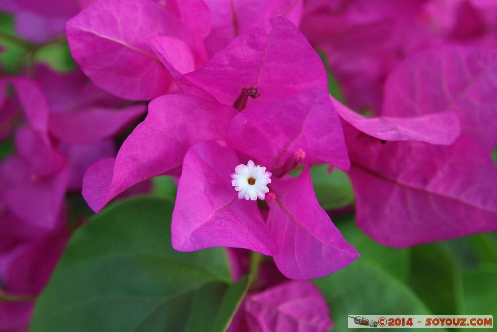 Darwin - Larrakeyah - Flower
Mots-clés: AUS Australie geo:lat=-12.45077323 geo:lon=130.82899730 geotagged Larrakeyah Northern Territory The Gardens fleur