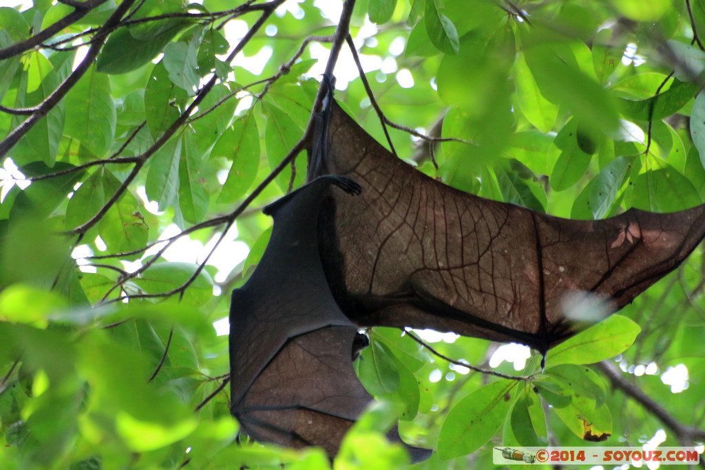 Kakadu National Park - Manngarre Walk - Bat
Mots-clés: AUS Australie geo:lat=-12.42455467 geo:lon=132.96522367 geotagged Gunbalanya Northern Territory Kakadu National Park patrimoine unesco East Alligator region Cahills Crossing animals chauve-souris Manngarre Walk