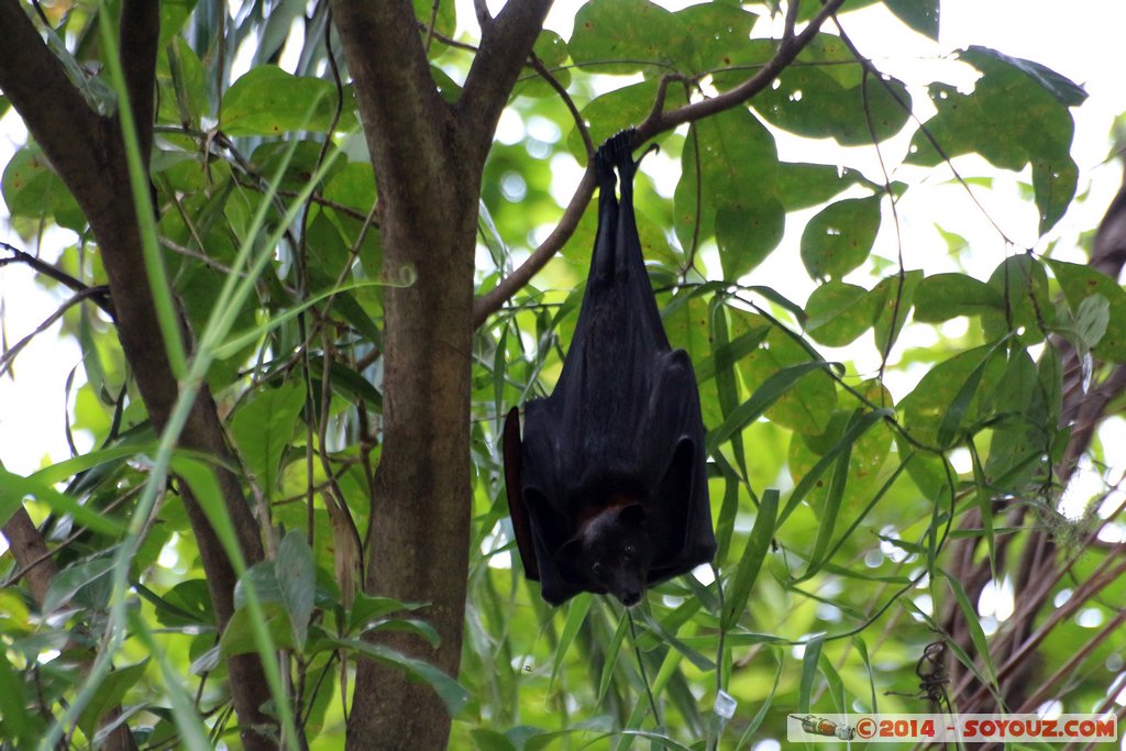 Kakadu National Park - Manngarre Walk - Bat
Mots-clés: AUS Australie geo:lat=-12.42440280 geo:lon=132.96520513 geotagged Gunbalanya Northern Territory Kakadu National Park patrimoine unesco East Alligator region Cahills Crossing animals chauve-souris Manngarre Walk