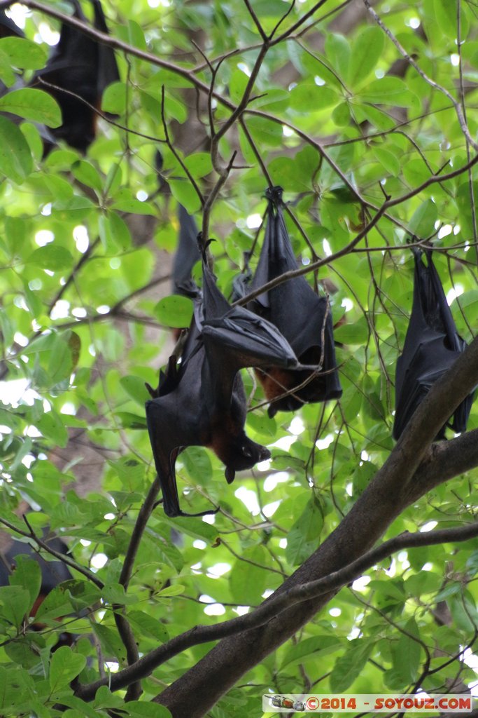 Kakadu National Park - Manngarre Walk - Bat
Mots-clés: AUS Australie geo:lat=-12.42417480 geo:lon=132.96530360 geotagged Gunbalanya Northern Territory Kakadu National Park patrimoine unesco East Alligator region Cahills Crossing animals chauve-souris Manngarre Walk