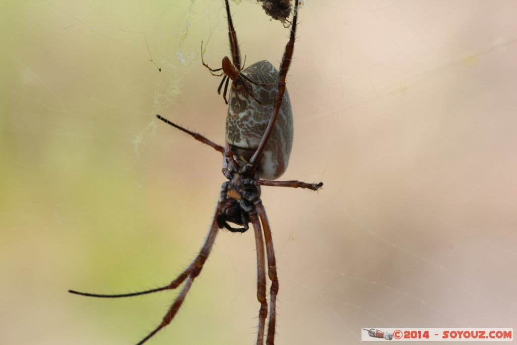 Kakadu National Park - Mirrai Lookout - Spider
Mots-clés: AUS Australie geo:lat=-12.86492716 geo:lon=132.70476219 geotagged Kakadu Northern Territory Kakadu National Park patrimoine unesco Nourlangie Mirrai Lookout Insecte Araign&eacute;e