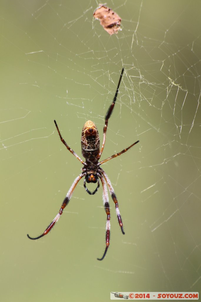 Kakadu National Park - Mirrai Lookout - Spider
Mots-clés: AUS Australie geo:lat=-12.86490267 geo:lon=132.70476471 geotagged Kakadu Northern Territory Kakadu National Park patrimoine unesco Nourlangie Mirrai Lookout Insecte Araign&eacute;e