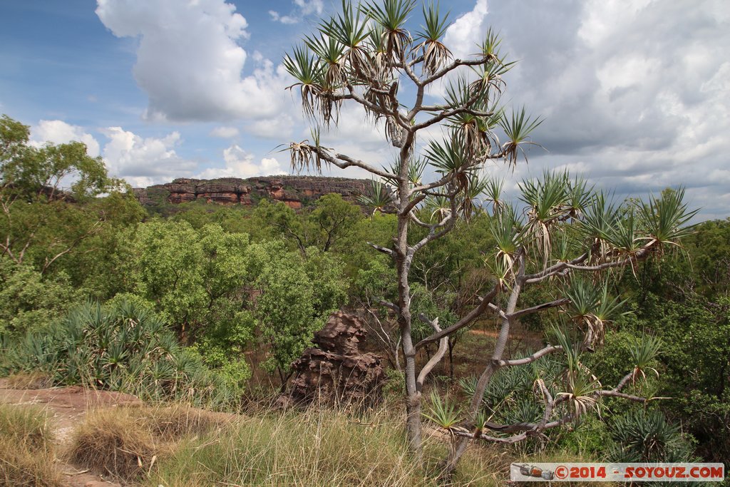 Kakadu National Park - Nawurlandja lookout
Mots-clés: AUS Australie geo:lat=-12.86149825 geo:lon=132.79384925 geotagged Jabiru Northern Territory Kakadu National Park patrimoine unesco Nourlangie Nawurlandja lookout