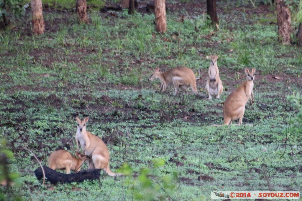 Hardies Creek - Wallaby
Mots-clés: Alligator Heads AUS Australie geo:lat=-12.78363000 geo:lon=131.61014800 geotagged Northern Territory Mary River National Park Hardies Creek Wallaby animals animals Australia