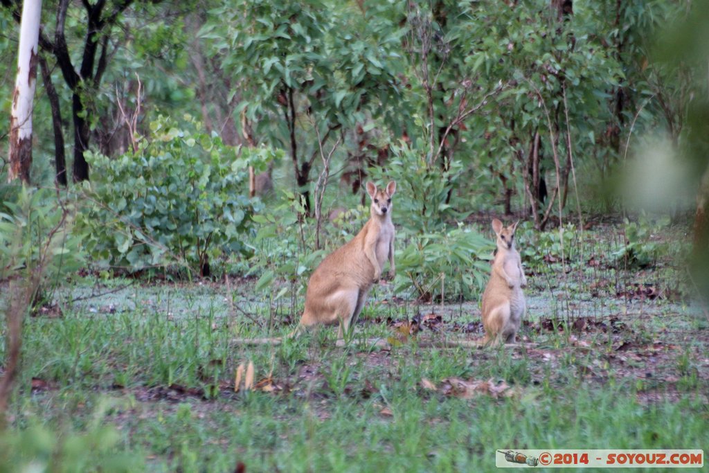 Hardies Creek - Wallaby
Mots-clés: Alligator Heads AUS Australie geo:lat=-12.78237580 geo:lon=131.60936820 geotagged Northern Territory Mary River National Park Hardies Creek Wallaby animals animals Australia