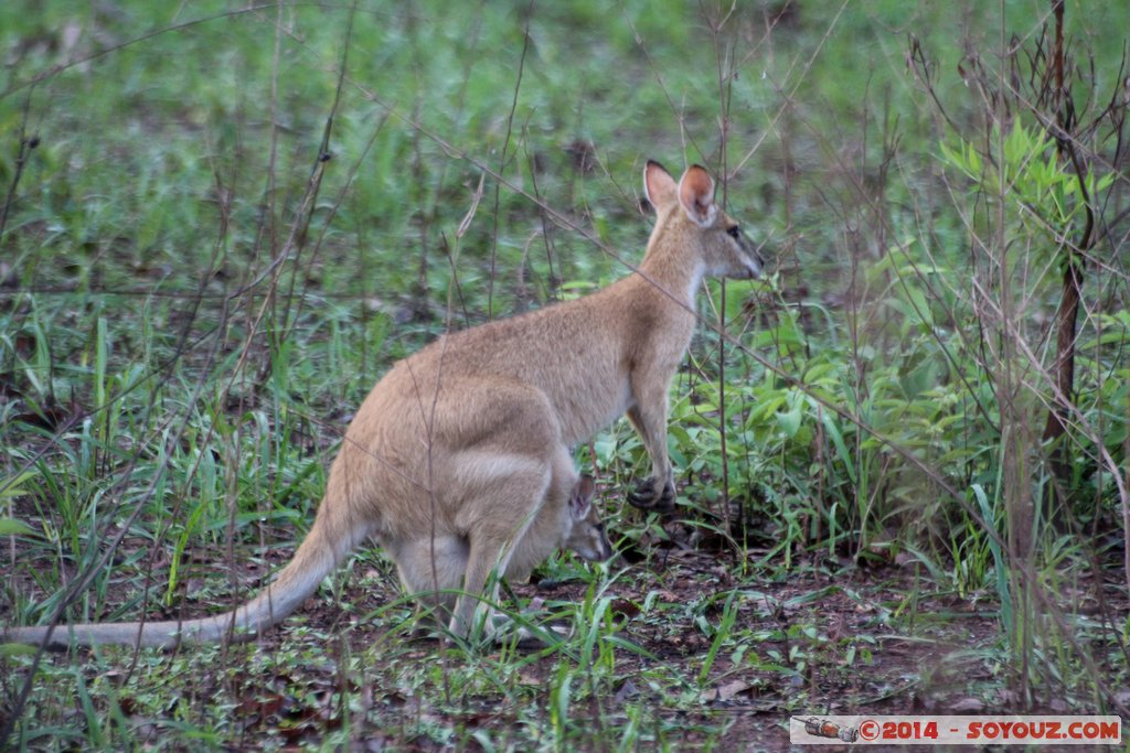 Hardies Creek - Wallaby
Mots-clés: Alligator Heads AUS Australie geo:lat=-12.78237920 geo:lon=131.60766440 geotagged Northern Territory Mary River National Park Hardies Creek Wallaby animals animals Australia