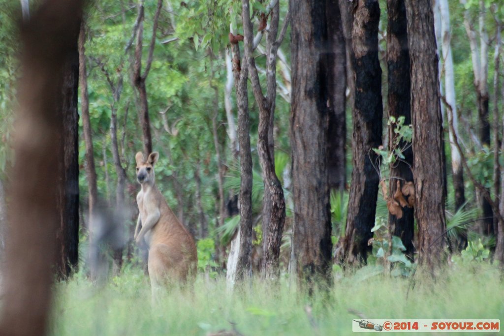 Hardies Creek - Kangaroo
Mots-clés: Alligator Heads AUS Australie geo:lat=-12.77455337 geo:lon=131.58020067 geotagged Northern Territory Mary River National Park Hardies Creek animals animals Australia kangourou