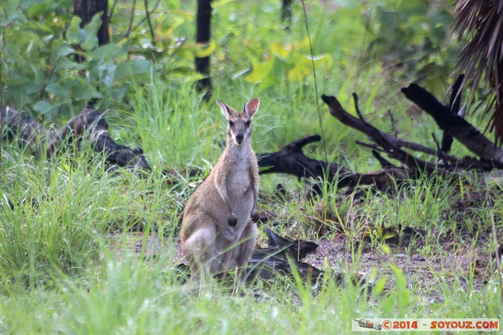 Hardies Creek - Wallaby
Mots-clés: Alligator Heads AUS Australie geo:lat=-12.77087700 geo:lon=131.56285975 geotagged Northern Territory Mary River National Park Hardies Creek Wallaby animals animals Australia