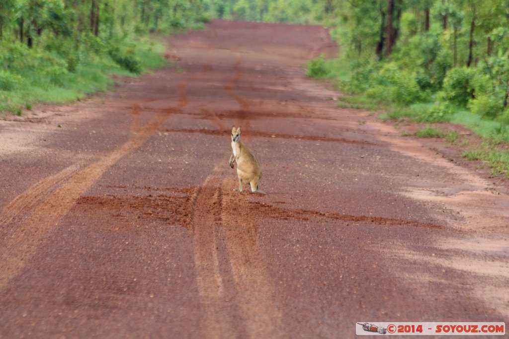 Hardies Creek - Wallaby
Mots-clés: Alligator Heads AUS Australie geo:lat=-12.77258400 geo:lon=131.55827120 geotagged Northern Territory Mary River National Park Hardies Creek Wallaby animals animals Australia