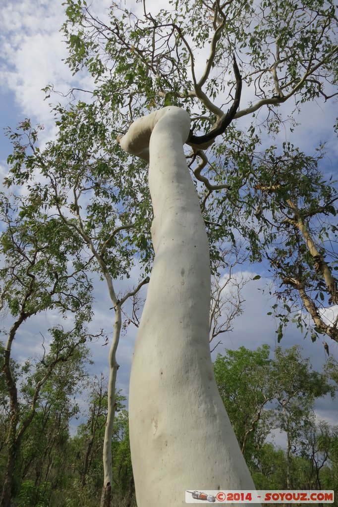 Kakadu National Park - Gungarre Walk
Mots-clés: AUS Australie geo:lat=-12.65781533 geo:lon=132.57345467 geotagged Kakadu Northern Territory Kakadu National Park patrimoine unesco South Alligator region Gungarre Walk