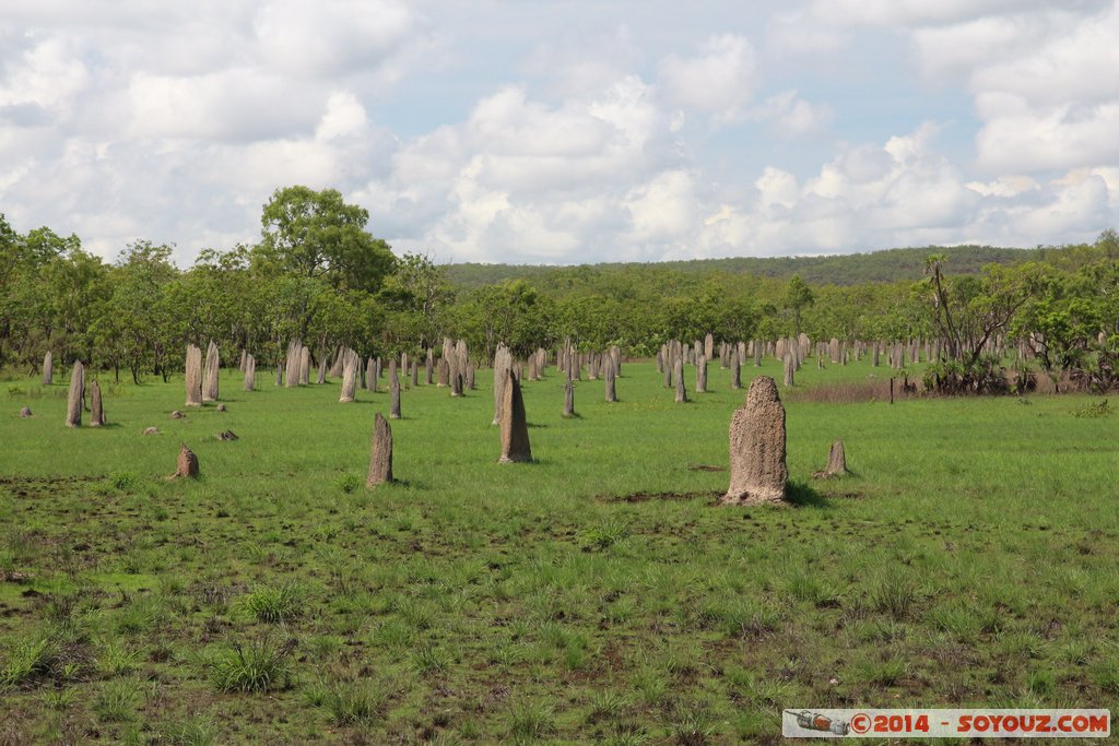 Litchfield National Park - Magnetic Termite Mounds
Mots-clés: AUS Australie geo:lat=-13.10264857 geo:lon=130.84426567 geotagged Northern Territory Litchfield National Park Magnetic Termite Mounds
