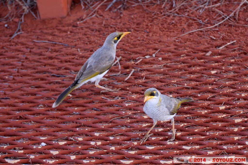 Kata Tjuta / The Olgas - Noisy Miner
Mots-clés: AUS Australie geo:lat=-25.35098360 geo:lon=130.78653560 geotagged Northern Territory Uluru - Kata Tjuta National Park animals oiseau Noisy Miner