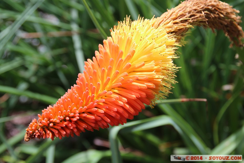 Sydney - Royal Botanic Gardens
Mots-clés: AUS Australie geo:lat=-33.86330260 geo:lon=151.21989520 geotagged Moore Park New South Wales Woolloomooloo Sydney Parc fleur