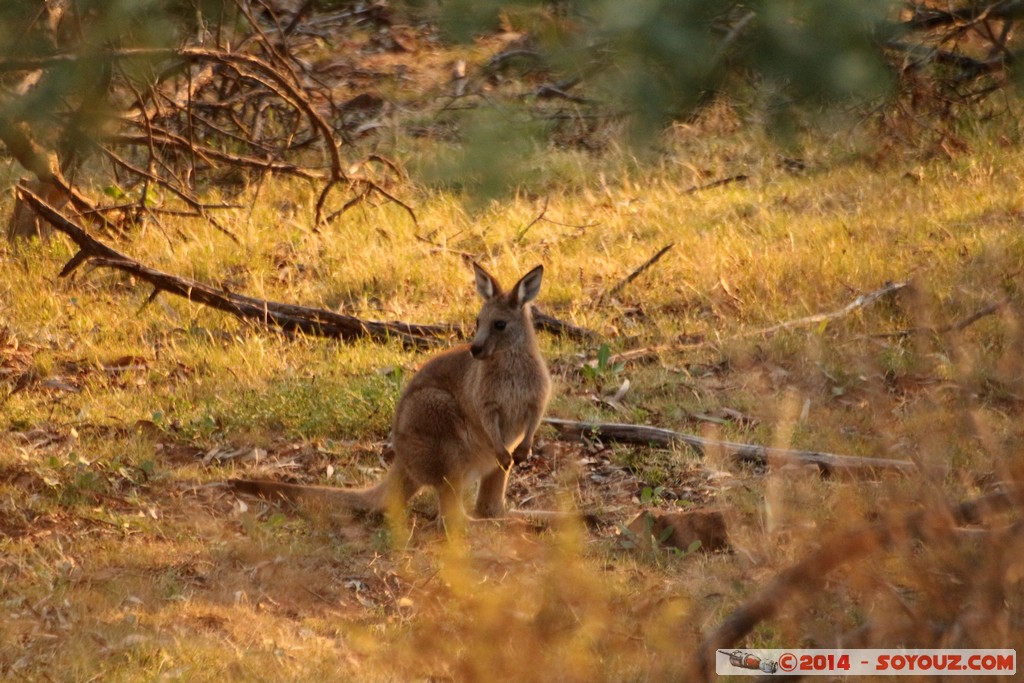 Canberra - Mount Ainslie - Wallaby
Mots-clés: Ainslie AUS Australian Capital Territory Australie geo:lat=-35.27028365 geo:lon=149.15772429 geotagged Mount Ainslie sunset animals animals Australia