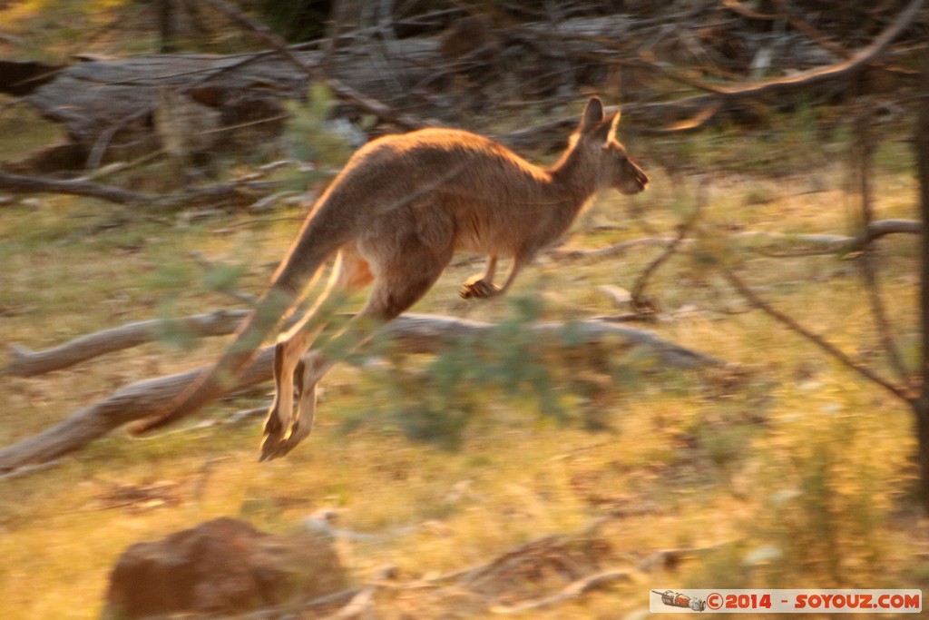 Canberra - Mount Ainslie - Wallaby
Mots-clés: Ainslie AUS Australian Capital Territory Australie geo:lat=-35.27026850 geo:lon=149.15772413 geotagged Mount Ainslie sunset animals animals Australia