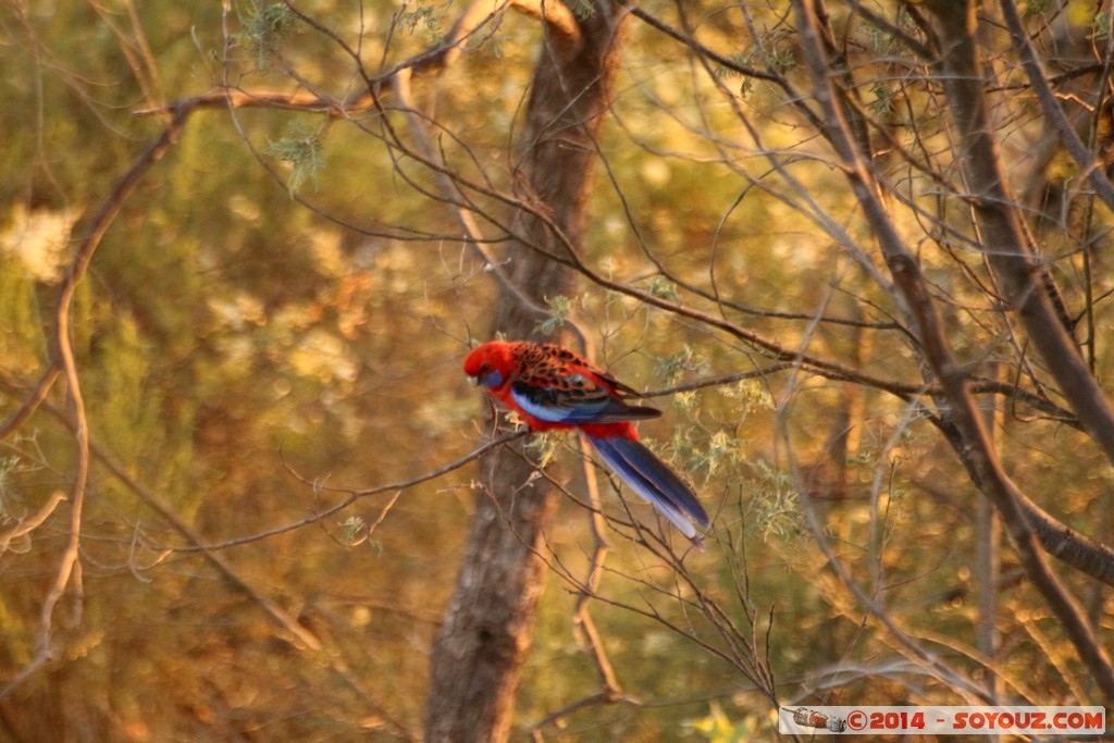 Canberra - Mount Ainslie - Parrot
Mots-clés: Ainslie AUS Australian Capital Territory Australie geo:lat=-35.27026984 geo:lon=149.15771888 geotagged Mount Ainslie sunset animals oiseau