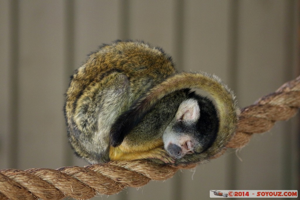 Canberra Zoo - Squirel Monkey
Mots-clés: AUS Australian Capital Territory Australie Curtin geo:lat=-35.29975107 geo:lon=149.06959925 geotagged animals singes Sapajous