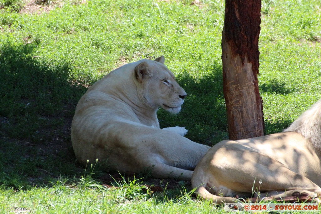 Canberra Zoo - White Lion
Mots-clés: AUS Australian Capital Territory Australie Curtin geo:lat=-35.30003600 geo:lon=149.06996080 geotagged animals Lion