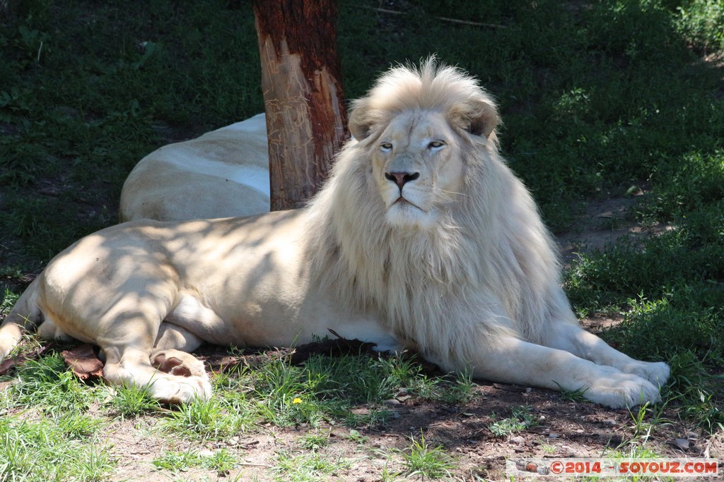 Canberra Zoo - White Lion
Mots-clés: AUS Australian Capital Territory Australie Curtin geo:lat=-35.29994662 geo:lon=149.07021590 geotagged animals Lion