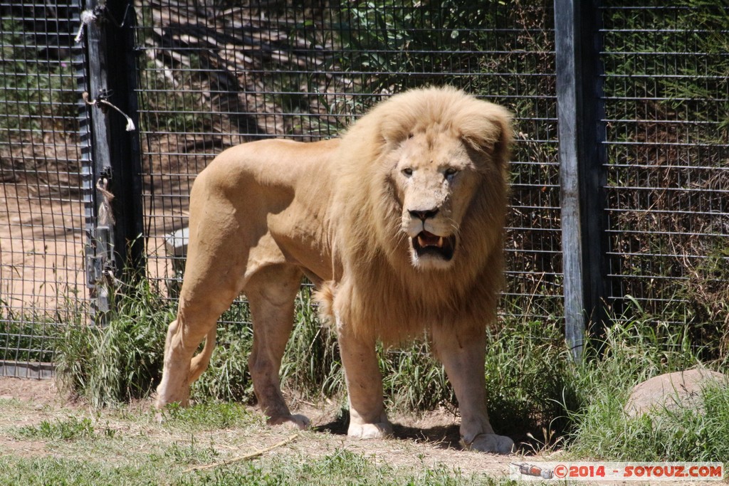 Canberra Zoo - Lion
Mots-clés: AUS Australian Capital Territory Australie Curtin geo:lat=-35.30004071 geo:lon=149.07017267 geotagged animals Lion