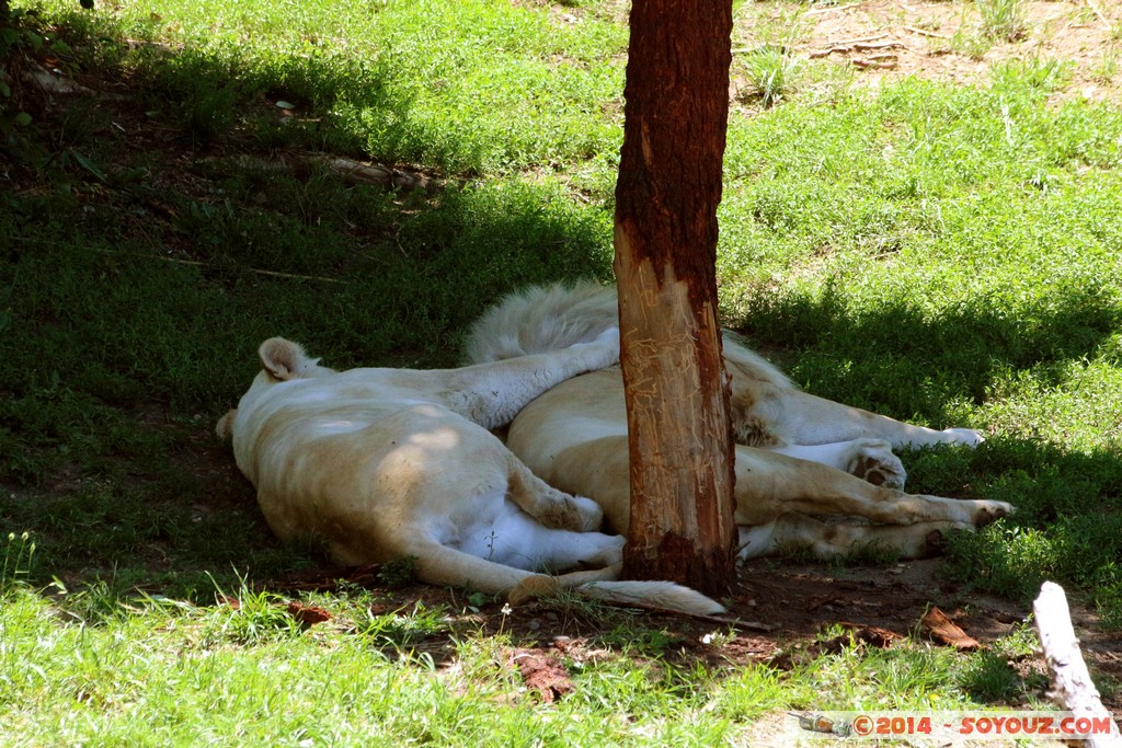 Canberra Zoo - White Lion
Mots-clés: AUS Australian Capital Territory Australie Curtin geo:lat=-35.29997133 geo:lon=149.07009133 geotagged animals Lion