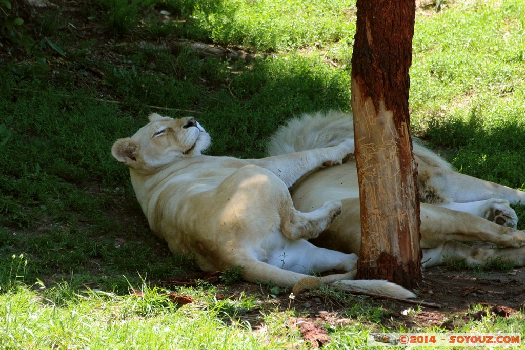 Canberra Zoo - White Lion
Mots-clés: AUS Australian Capital Territory Australie Curtin geo:lat=-35.29997467 geo:lon=149.07008467 geotagged animals Lion