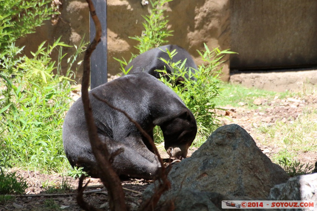 Canberra Zoo - Sun Bear
Mots-clés: AUS Australian Capital Territory Australie Curtin geo:lat=-35.30016207 geo:lon=149.06973973 geotagged animals ours