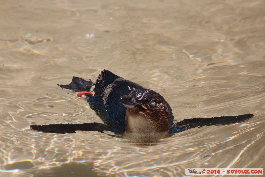 Canberra Zoo - Little Penguin
Mots-clés: AUS Australian Capital Territory Australie Curtin geo:lat=-35.30041000 geo:lon=149.06878900 geotagged animals Manchot pygmee