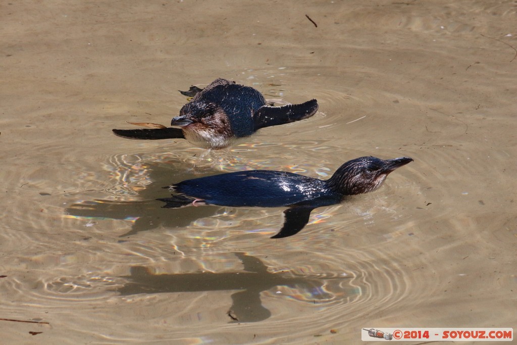 Canberra Zoo - Little Penguin
Mots-clés: AUS Australian Capital Territory Australie Curtin geo:lat=-35.30040465 geo:lon=149.06873971 geotagged animals Manchot pygmee