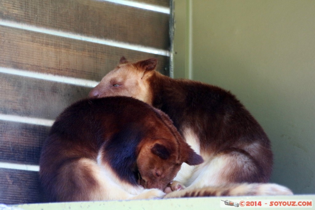 Canberra Zoo - Tree Kangaroo
Mots-clés: AUS Australian Capital Territory Australie Curtin geo:lat=-35.30075439 geo:lon=149.06902504 geotagged animals Kangaroo kangourou animals Australia