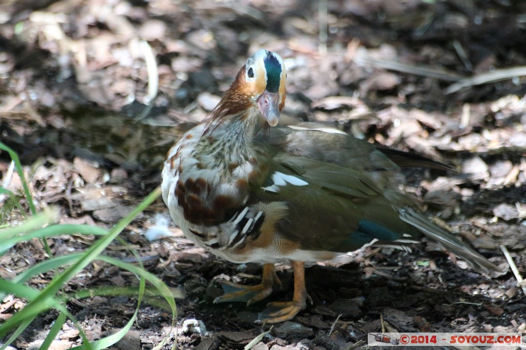 Canberra Zoo - Duck
Mots-clés: AUS Australian Capital Territory Australie Curtin geo:lat=-35.30062575 geo:lon=149.06943575 geotagged animals oiseau canard