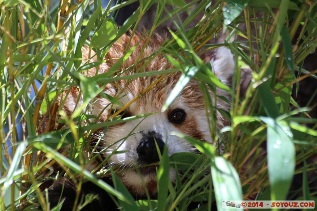 Canberra Zoo - Red panda (Firefox)
Mots-clés: AUS Australian Capital Territory Australie Curtin geo:lat=-35.30071226 geo:lon=149.06939946 geotagged animals panda roux
