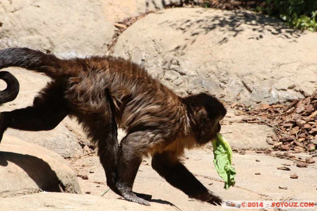 Canberra Zoo - Capuchin
Mots-clés: AUS Australian Capital Territory Australie Curtin geo:lat=-35.30109300 geo:lon=149.06942013 geotagged animals singes Capucin