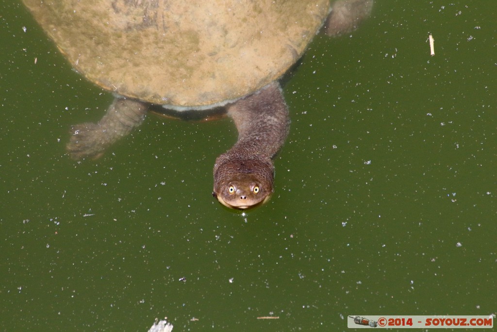 Canberra Zoo - Turtle
Mots-clés: AUS Australian Capital Territory Australie Curtin geo:lat=-35.30122277 geo:lon=149.06945262 geotagged animals Tortue